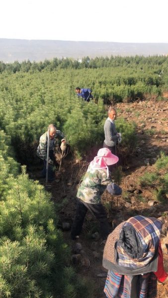 西安綠濤苗木銷(xiāo)售案例