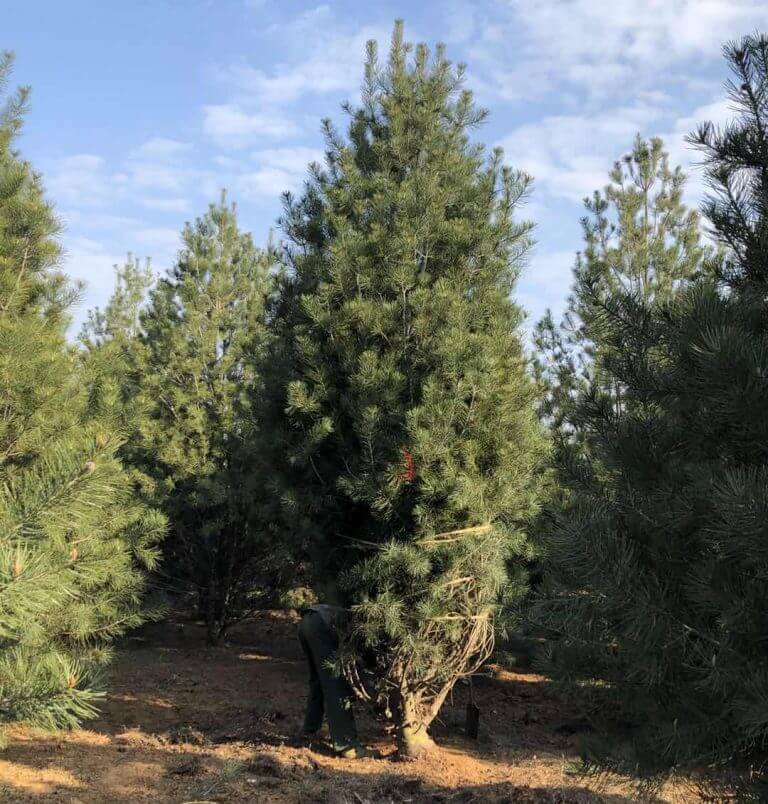 白皮松價格一路狂跌，是砍還是留？