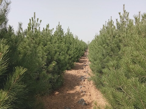 【熱點關(guān)注】環(huán)境綠化 白皮松功不可沒