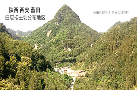 藍田輞川鎮(zhèn)是原始的白皮松天然基地