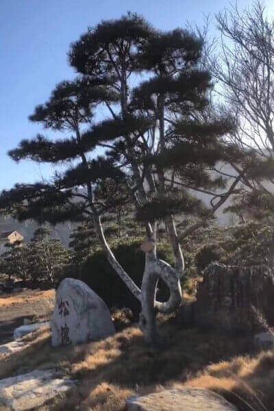 白皮松造型樹