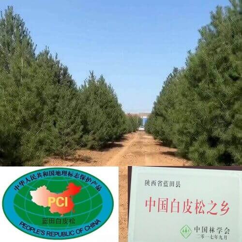 藍田白皮松
