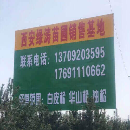 西安綠濤苗木基地（插圖2）