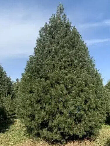 6米