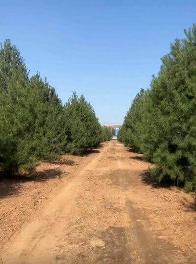白皮松在園林綠化中有什么重要的作用？